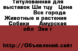 Титулованная для выставок Ши-тцу › Цена ­ 100 000 - Все города Животные и растения » Собаки   . Амурская обл.,Зея г.